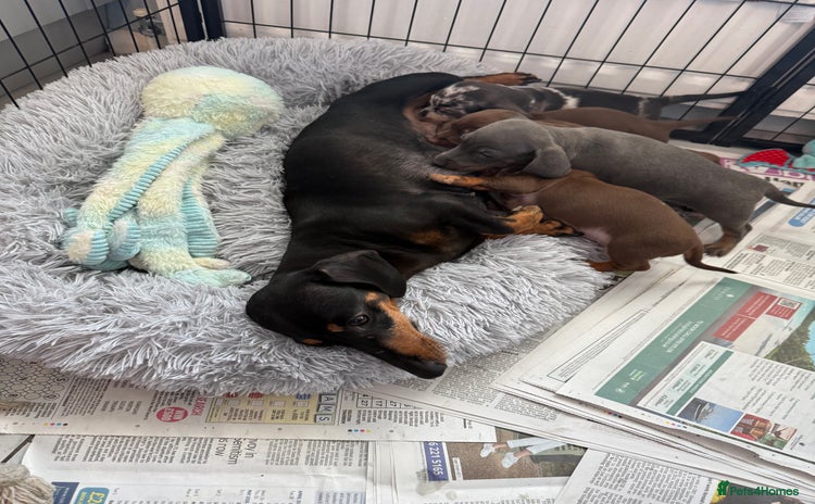Miniature Dachshund dogs - Advert 1