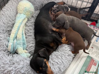Miniature Dachshund dogs - Advert 8