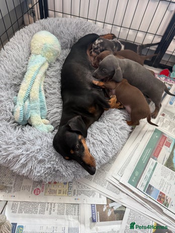 Miniature Dachshund dogs - Advert 12