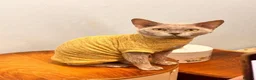 Devon Rex cats for sale: beautiful Devon Rex kittens  - Advert 12