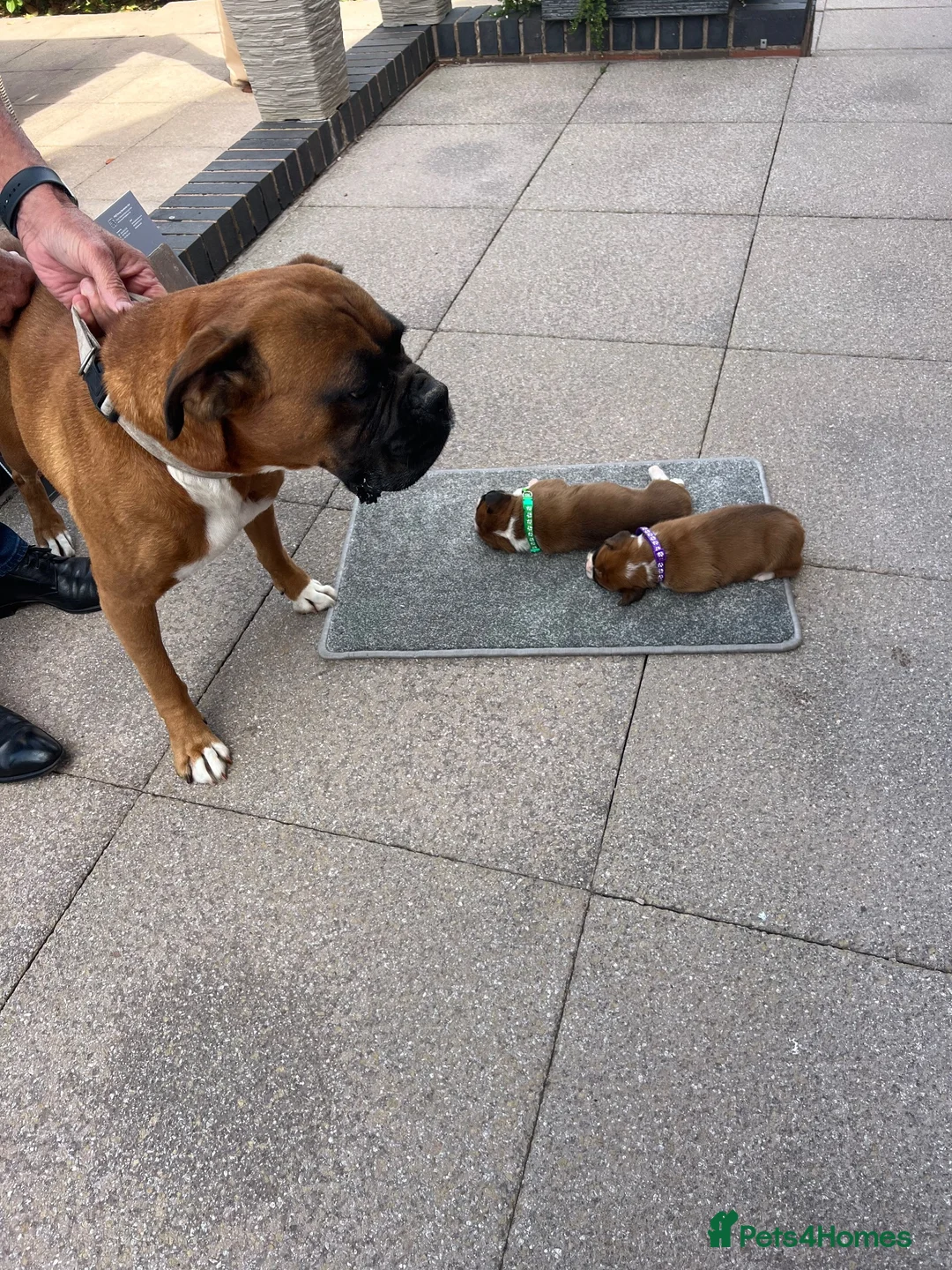 Boxer dogs for sale: Boxer - Advert 2