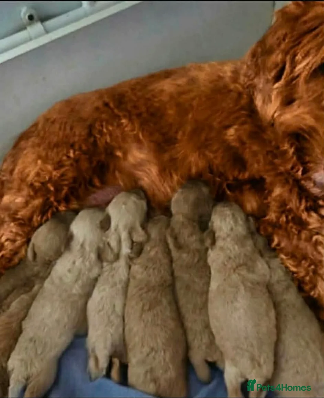 Cavapoo dogs for sale: Cavapoo in Southampton - Advert 2