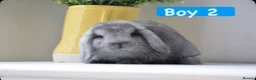 Mini Lop rabbits for sale: Beautiful pure mini lop bunnies   - Advert 6