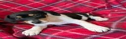 Jack Russell dogs for sale: JACK RUSSELL PUPPIES  - Advert 3
