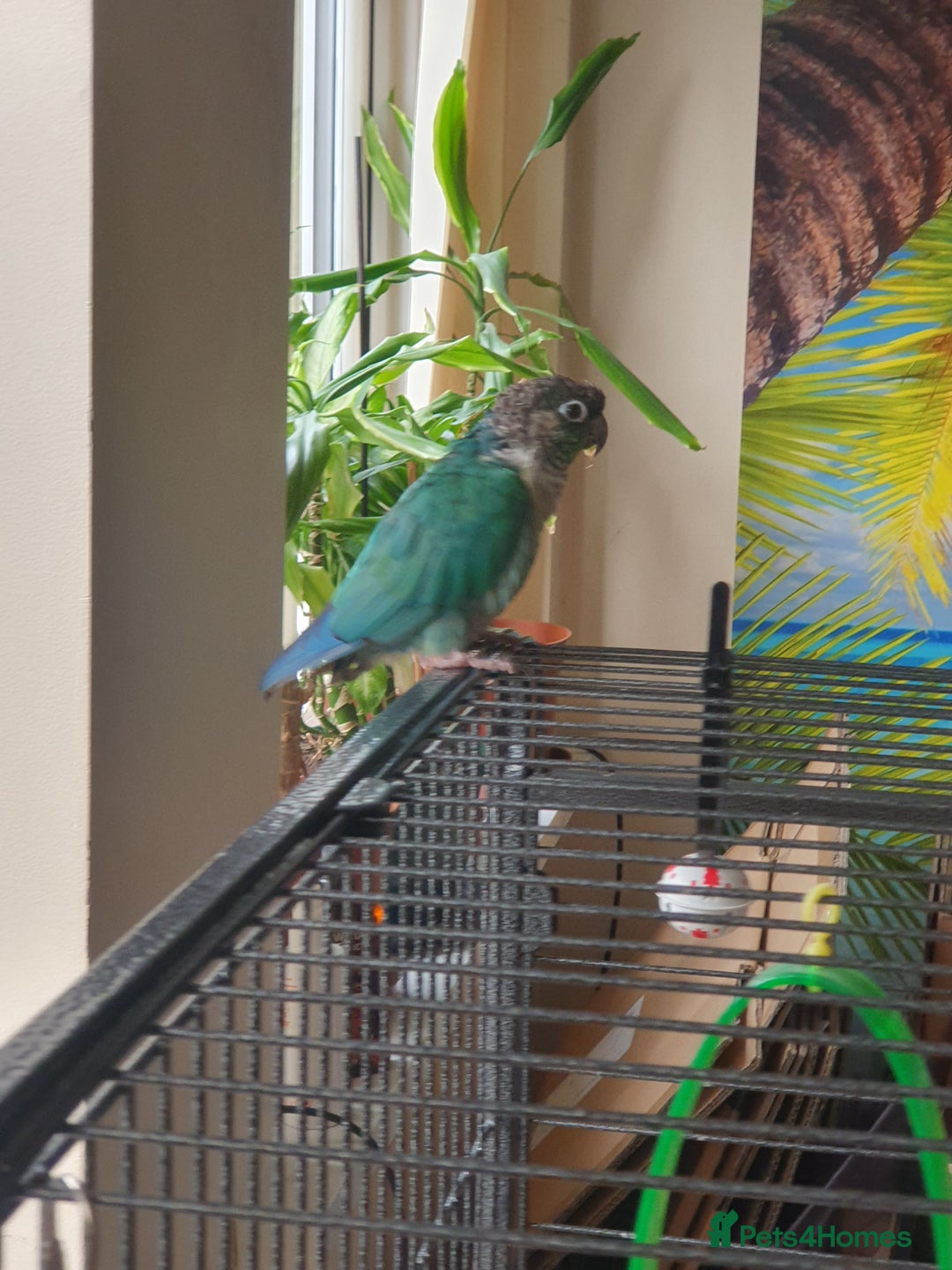 Conures birds for sale: Beautiful Blue Conure Parrot for Sale – 1 Year Old - Image 6