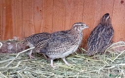 Quail poultry for sale: Laying Coturnix Quail – Confirmed Hens - Image 4
