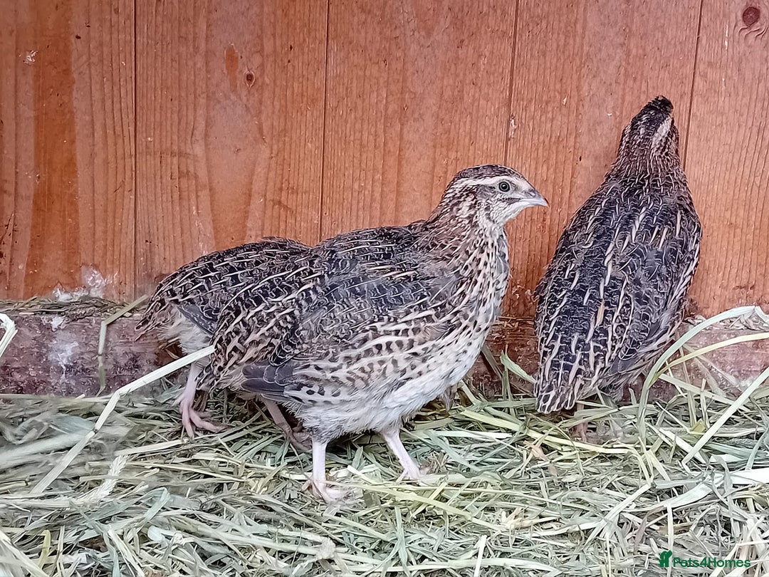 Quail poultry for sale: Laying Coturnix Quail – Confirmed Hens - Image 4
