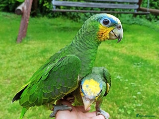 Parrots birds Baby Orange Winged Amazon Very Tame - Advert 1