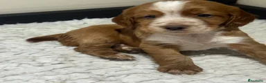 Puppy 2