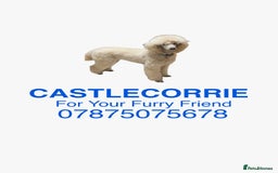 Goldendoodle dogs for sale: 💛F1 Castlecorrie Goldendoodle💛 - Advert 14