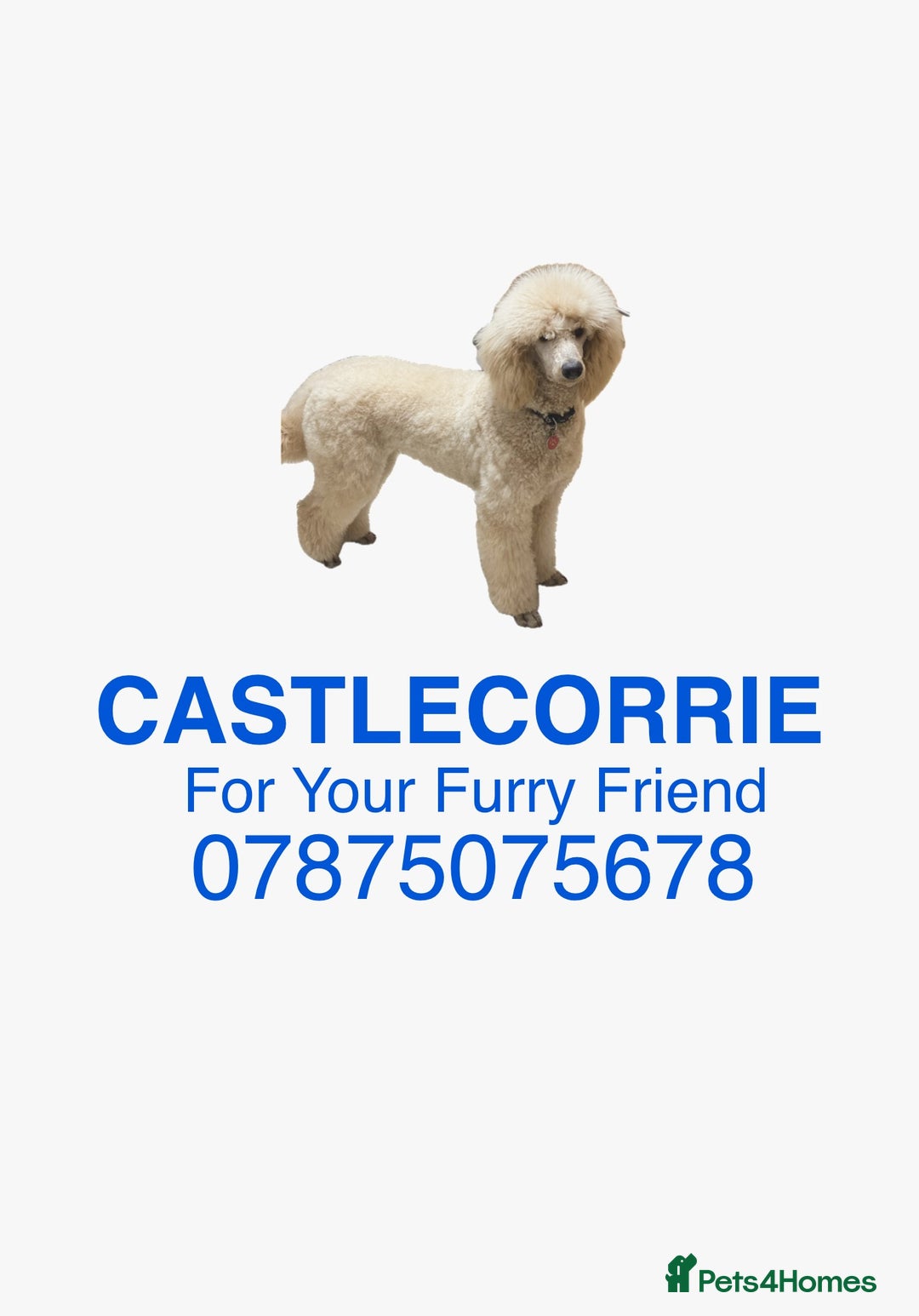 Goldendoodle dogs for sale: 💛F1 Castlecorrie Goldendoodle💛 - Advert 14