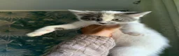 Mixed Breed cats for sale: 2 gorgeous kittens ready now!🩶🤍✨ - Advert 6
