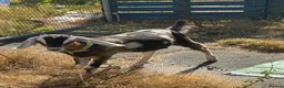 Goats livestock for sale: Toggenburg x Anglo Nubian  in Milford Haven - Advert 3