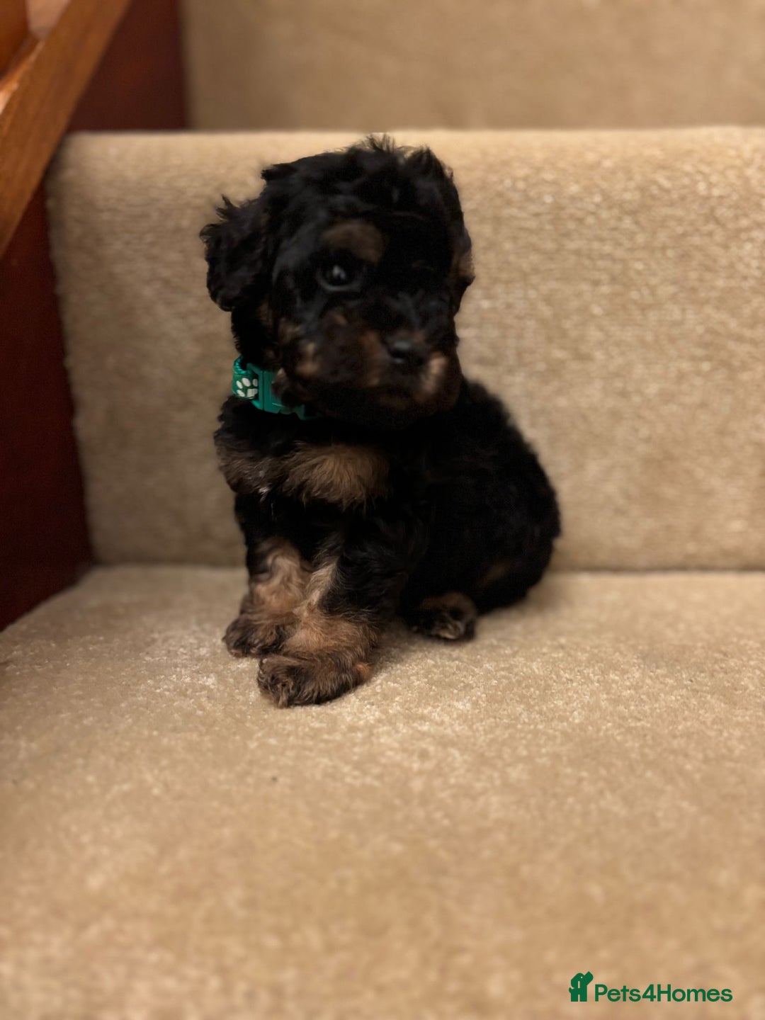 Cavapoo dogs for sale: F1A Cavapoos - Advert 10