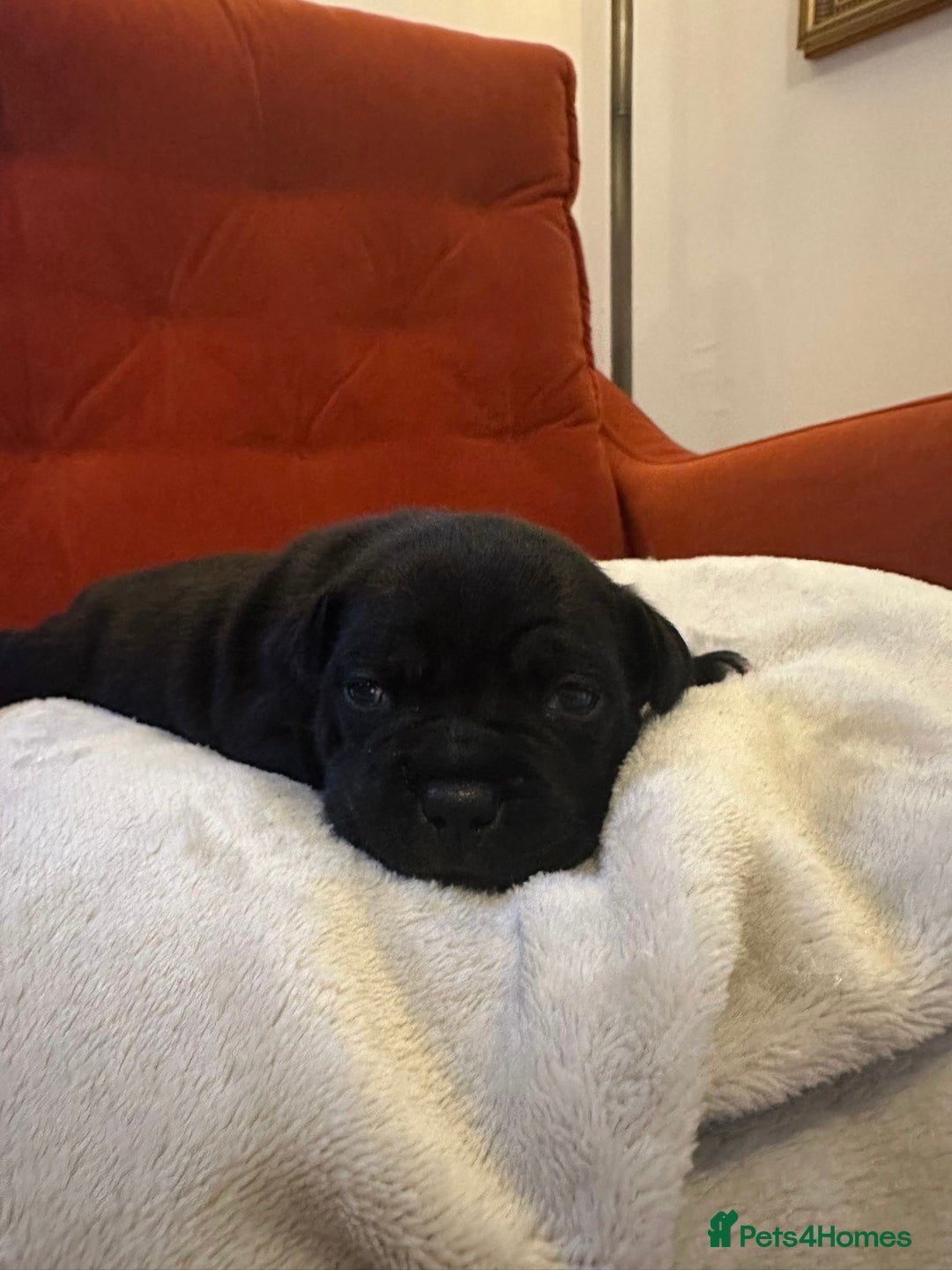 Staffordshire Bull Terrier dogs for sale: Outstanding KC blue gene carriers - Image 12