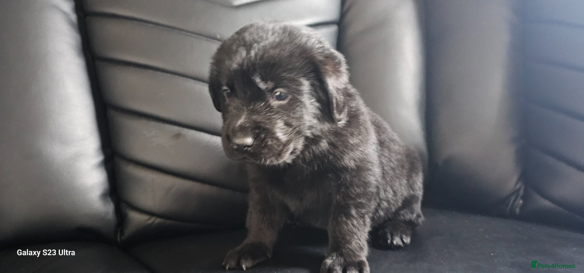 Mixed Breed dogs Newfador lab x newfie - Advert 20