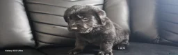 Mixed Breed dogs for sale: 1 black male newfador left  - Advert 1