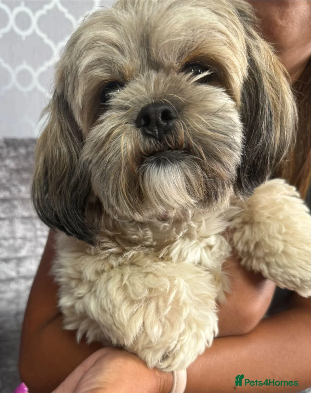 Lhasa Apso dogs for sale: Gorgeous Lhasa Apso Puppies - Advert 2