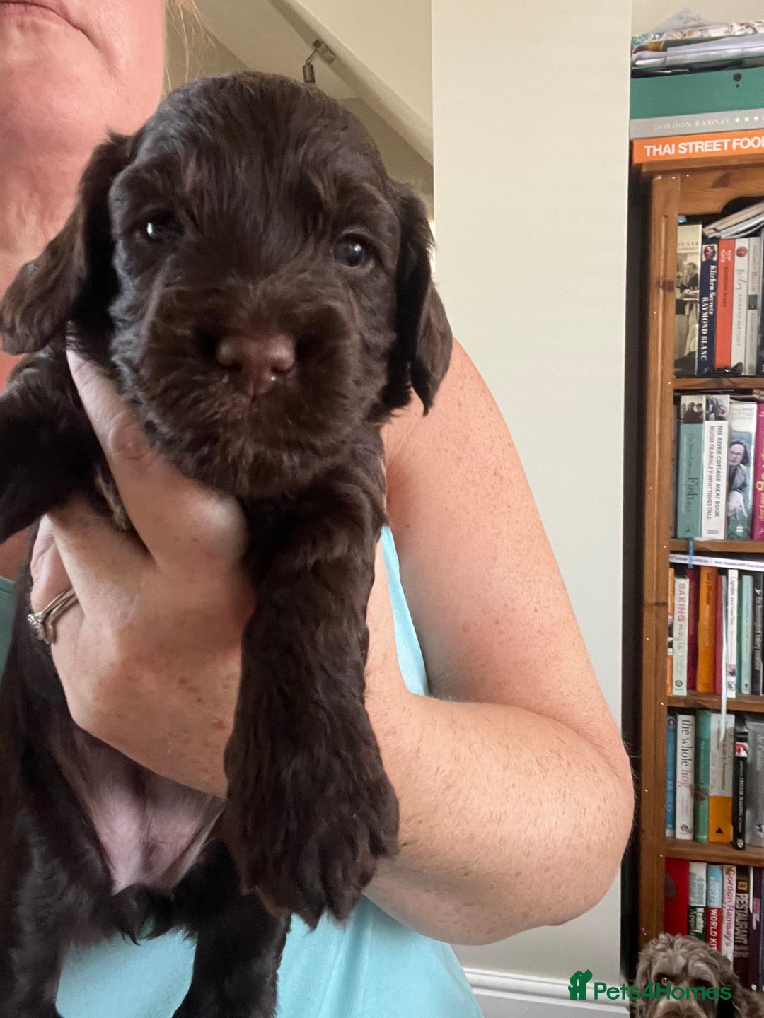 Cockapoo dogs for sale: Cockerpoo- beautiful Merle ready to go in Gillingham - Image 6