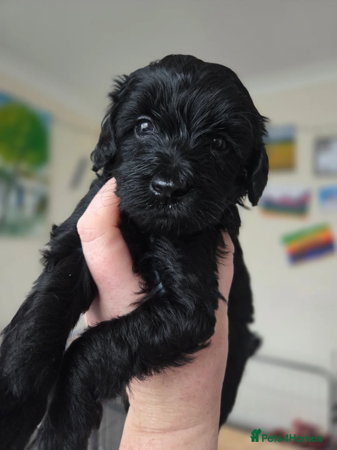 Cockapoo dogs for sale: F1B Toy Cockapoo Puppies - Advert 8