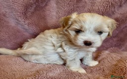 Cavapoo dogs for sale: F1b cavapoo puppies  - Advert 6