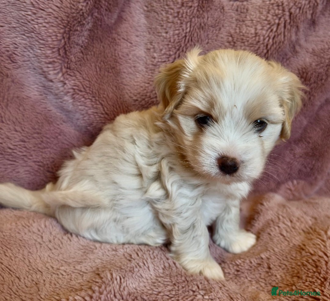 Cavapoo dogs for sale: F1b cavapoo puppies  - Advert 6