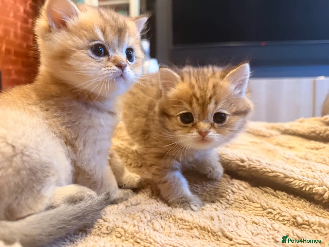 British Shorthair cats for sale: British Shorthair Golden Chinchilla Kittens in London - Advert 1