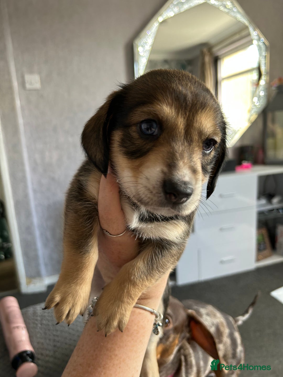 Mixed Breed dogs for sale: Husky cross dashound rare breed  - Image 11