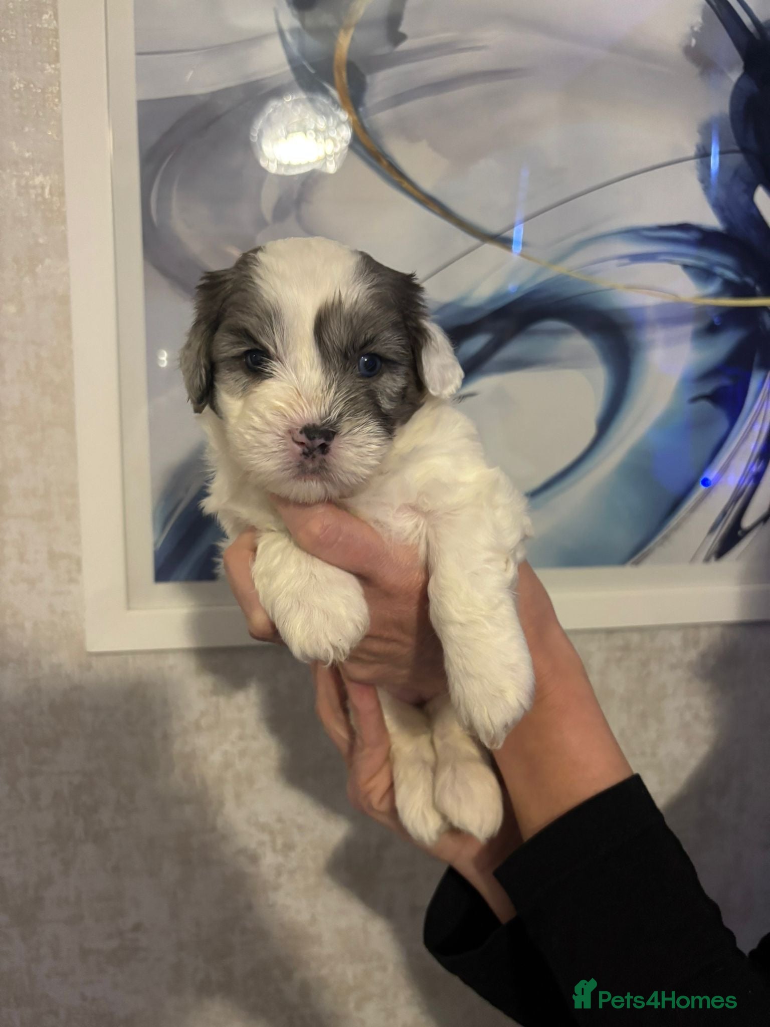 Shihpoo dogs Shih tzu X miniature poodle puppies - Advert 1