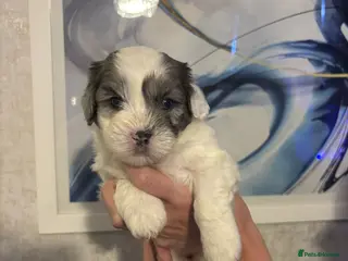 Shihpoo dogs Shih tzu X miniature poodle puppies - Advert 1