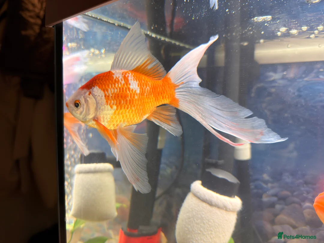 Goldfish fish for sale: Goldfish  - Advert 2