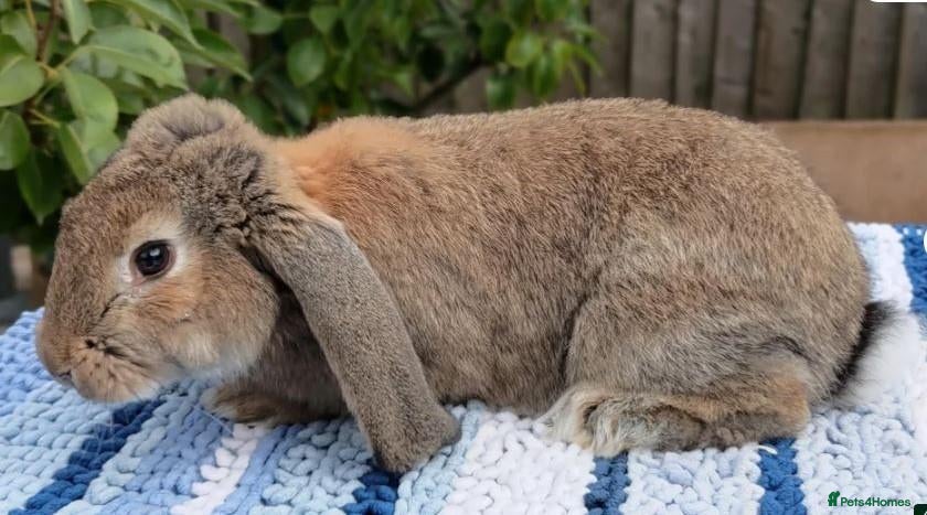 Mini Lop rabbits Cute & Loving French x Mini Lop. Read Description! - Advert 2