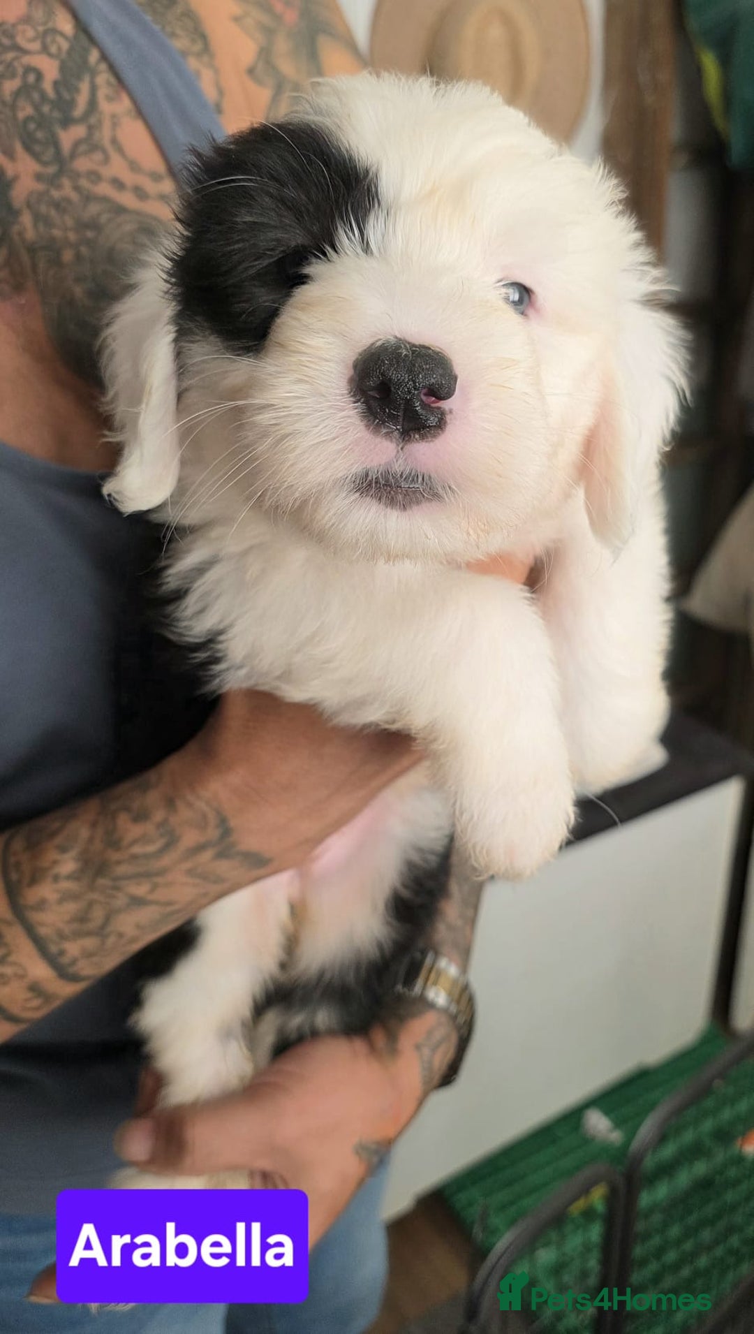 Old English Sheepdog dogs for sale: Stunning OES Puppies  - Advert 14