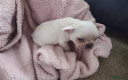 French Bulldog dogs for sale: Fluffy french bulldogs  - Advert 3
