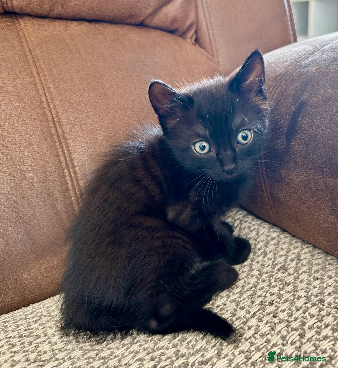 Mixed Breed cats for sale: Beautiful mixed bread kittens 🐈‍⬛  - Advert 2