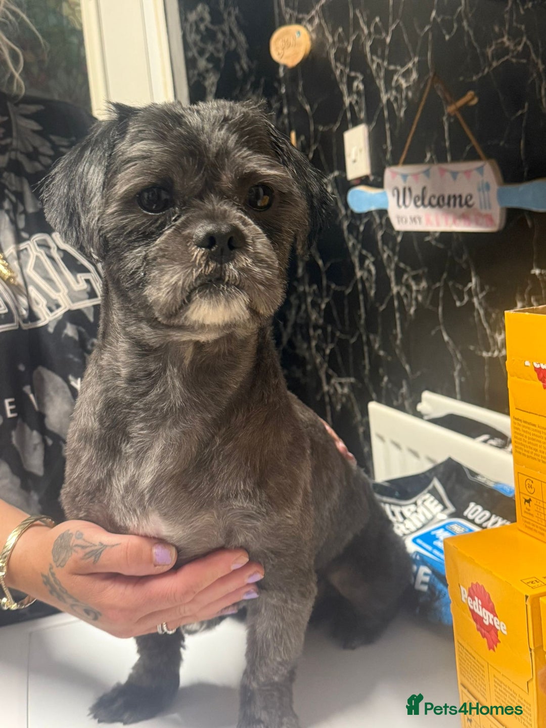 Shih Tzu dogs for stud: Beautiful boy for stud - Image 7