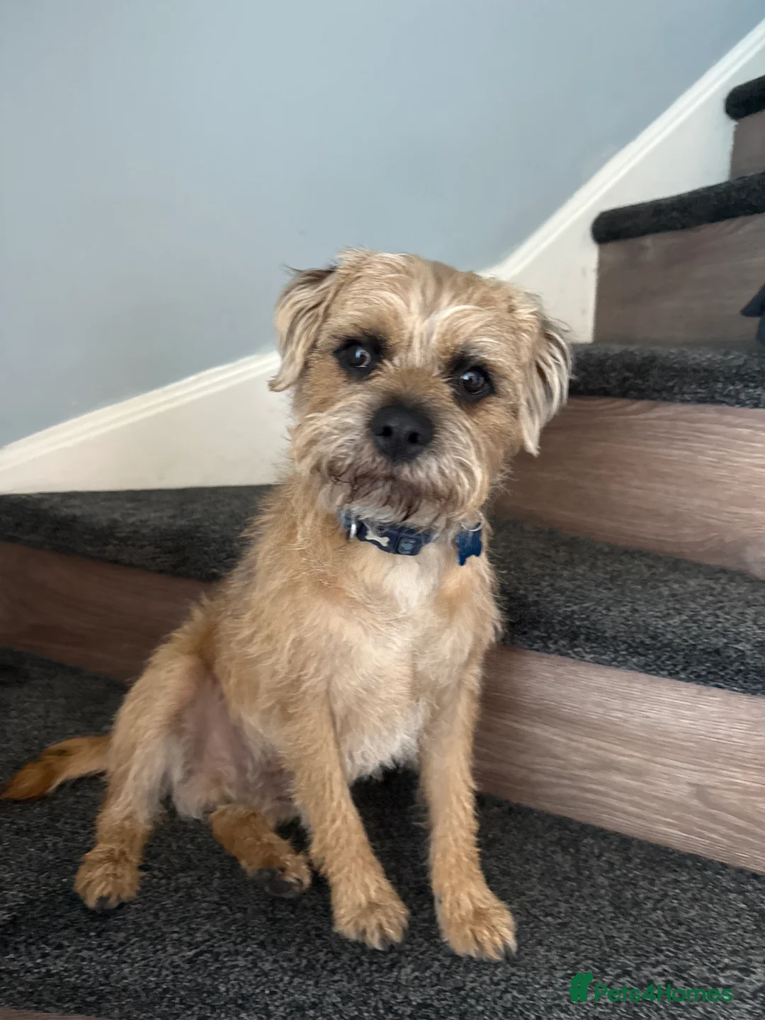 Border Terrier dogs for stud: 3yr old border fantastic temperament  in Bolton - Advert 6
