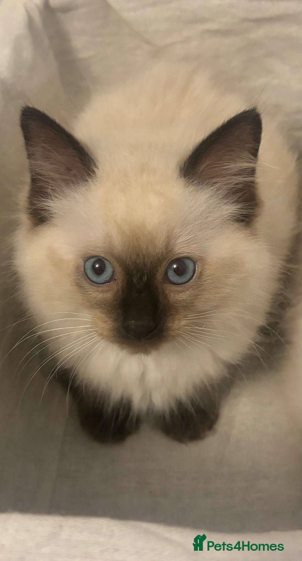 Ragdoll cats RAGDOLL BABIES - Advert 2
