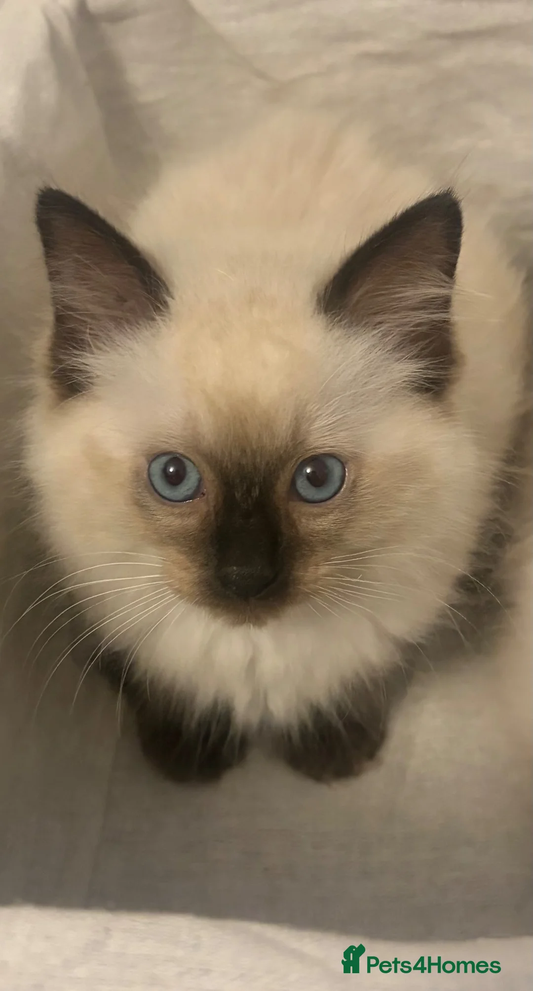Ragdoll cats for sale: RAGDOLL BABIES - Advert 1