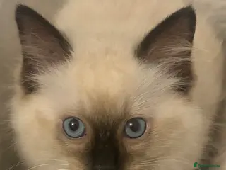 Ragdoll cats RAGDOLL BABIES - Advert 2
