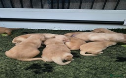 Golden Retriever dogs for sale: Beautiful litter of golden retriever puppies  - Image 3