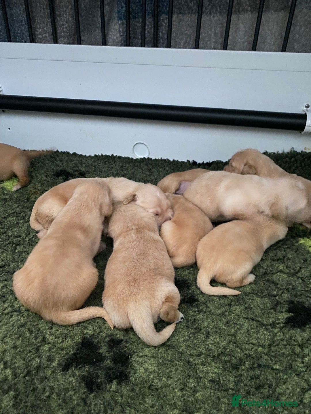 Golden Retriever dogs for sale: Beautiful litter of golden retriever puppies  - Image 3