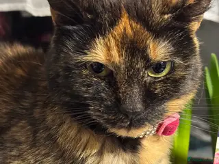 Domestic Shorthair cats Female tortoiseshell cat looking for a new home - Advert 3