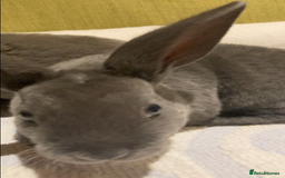 Rex rabbits for sale: Mini REX bunnies x 4  - Image 5