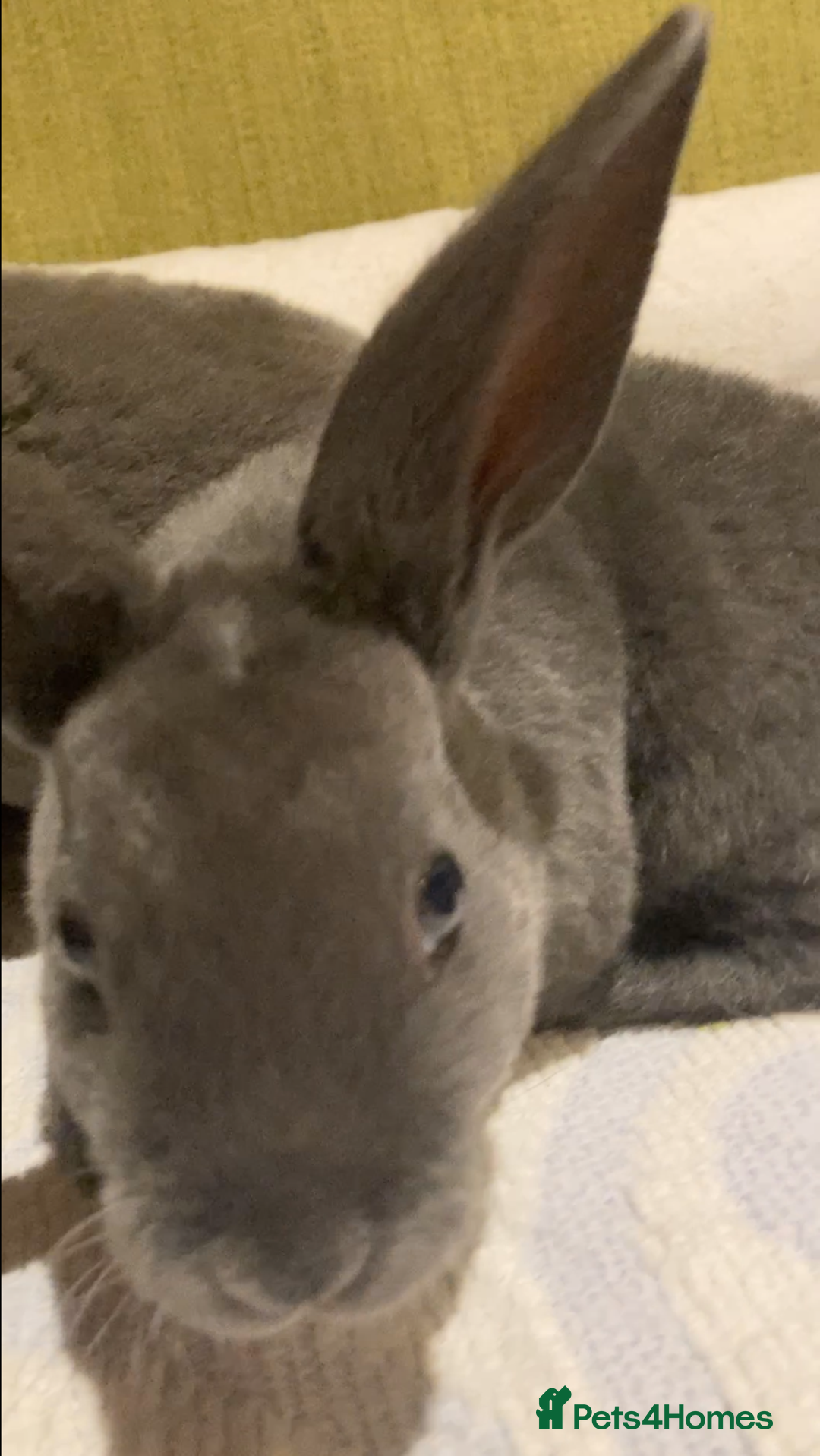 Rex rabbits for sale: Mini REX bunnies x 4  - Image 5