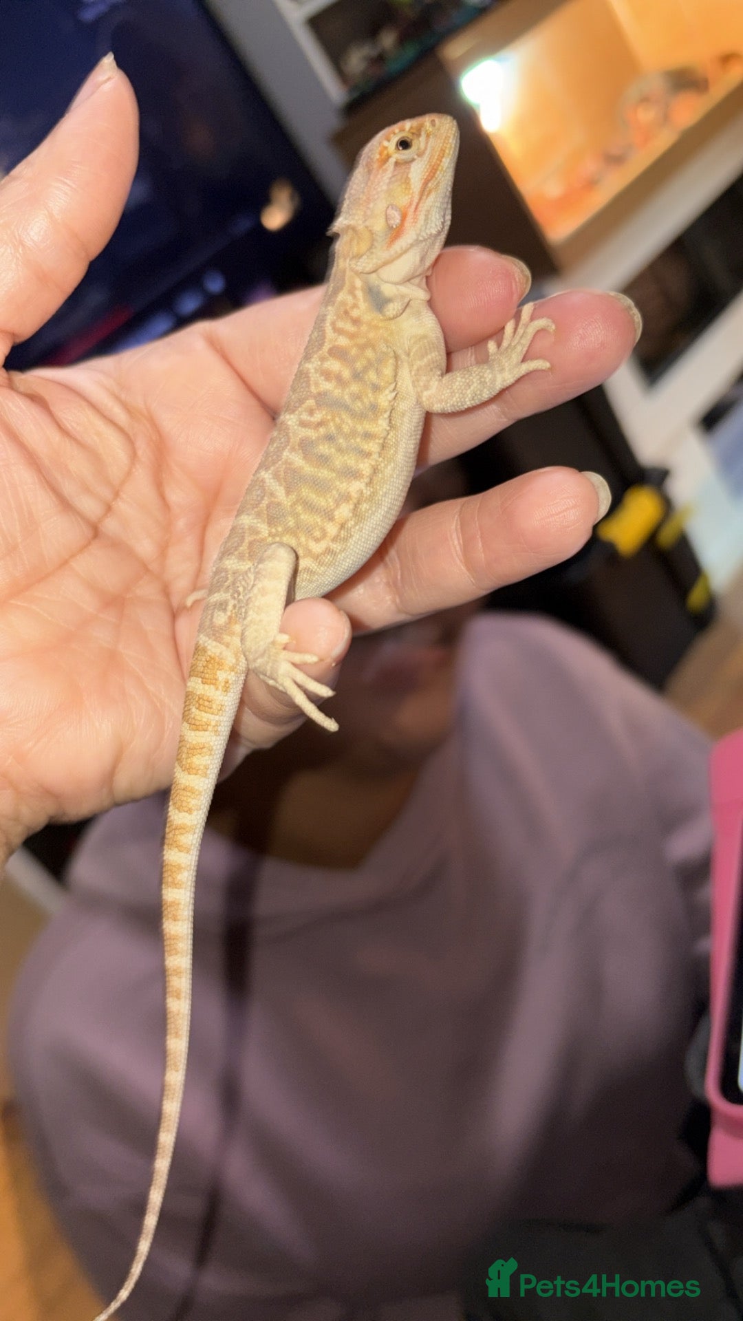 Bearded Dragon reptiles for sale: Bearded dragon babies last girl  - Advert 2