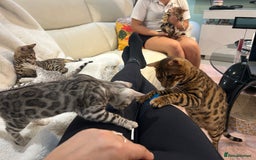 Bengal cats for sale: Bangal Kittens  - Image 31
