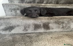 Mixed Breed dogs for sale: Lurcher puppies  - Image 19