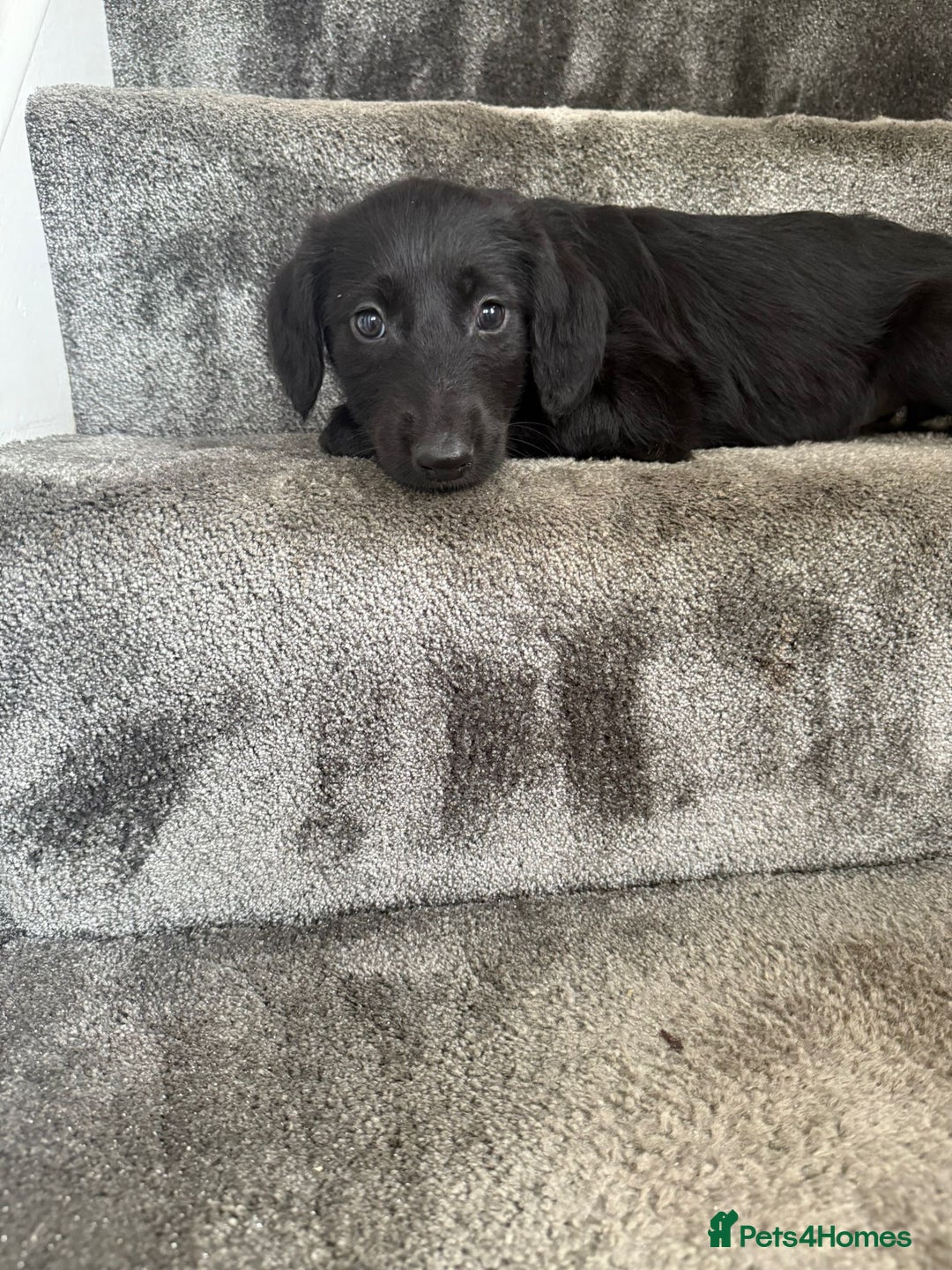 Mixed Breed dogs for sale: Lurcher puppies  - Image 19