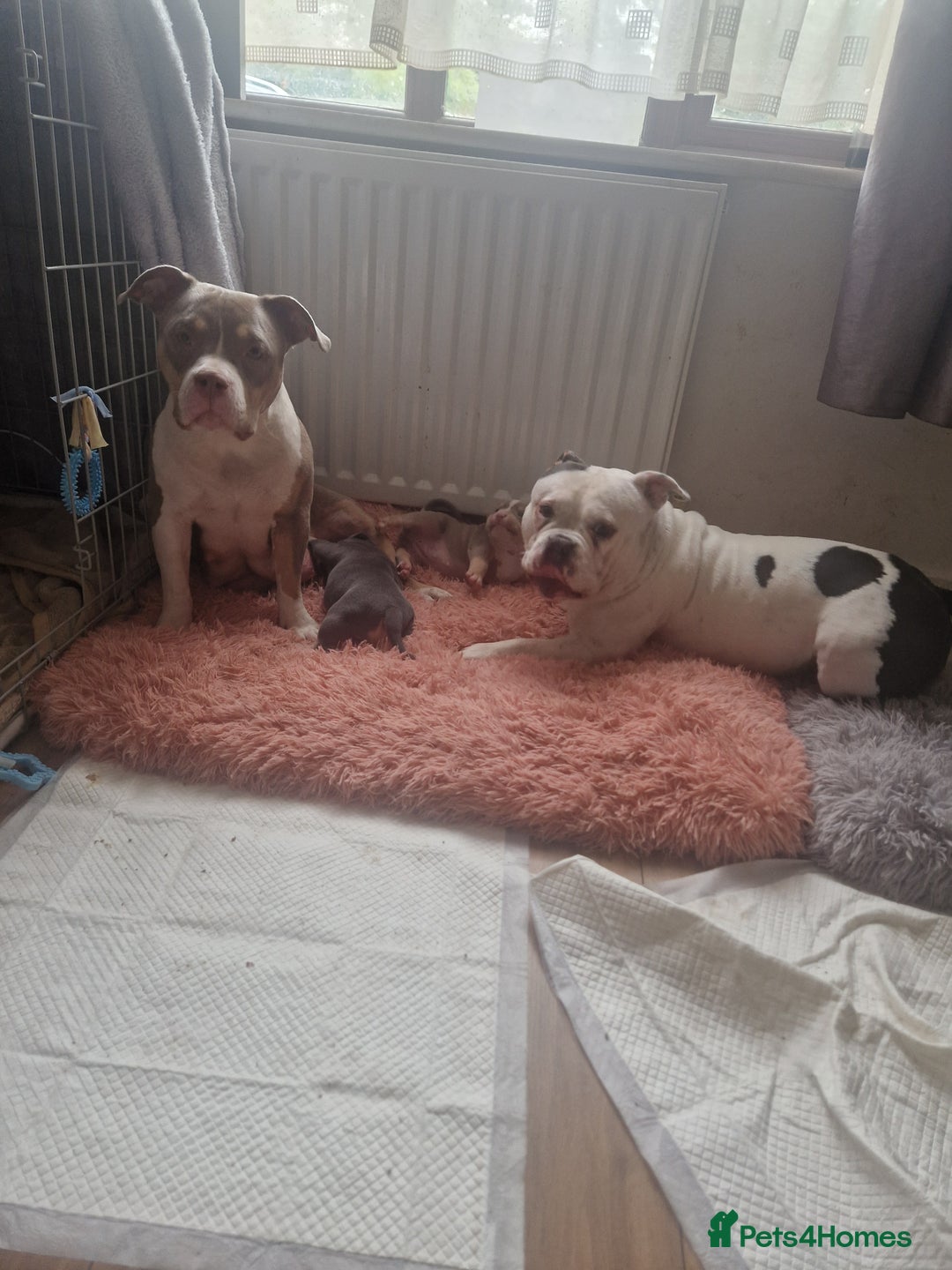 American Bulldog dogs for sale: Female Pocket Bully Pups For Sale - Advert 9